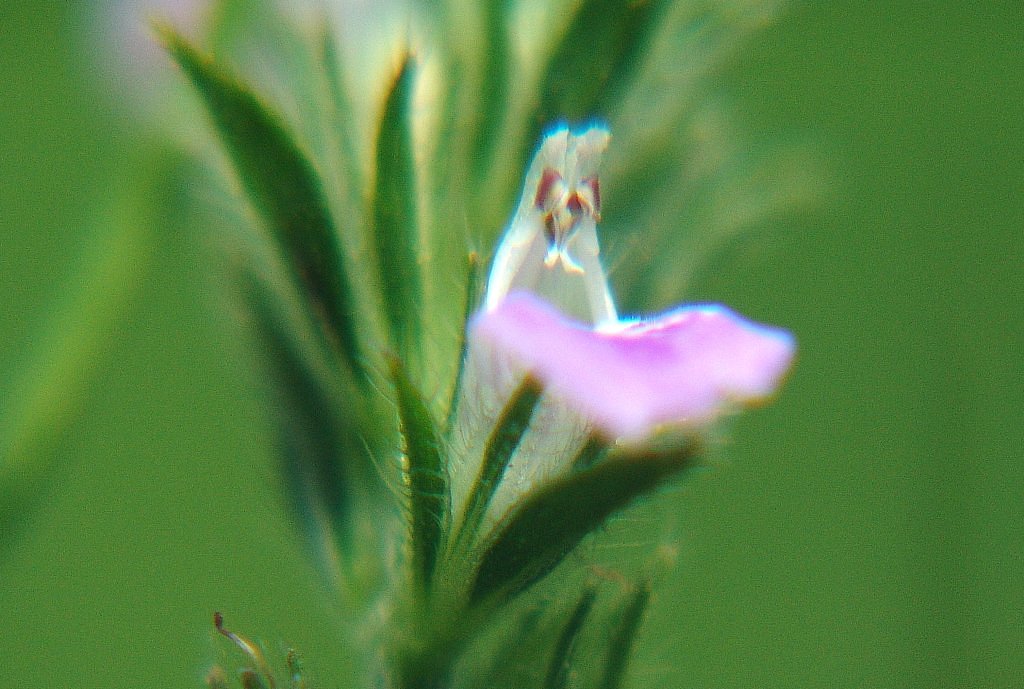 秋路の小花