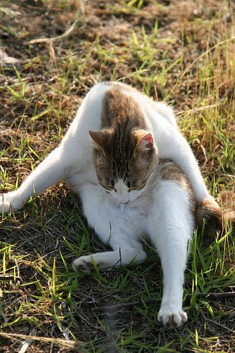 【猫】起き上がれない(>.<)