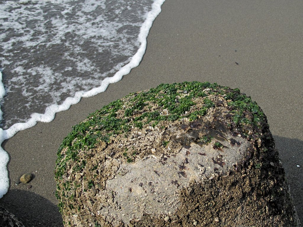青海苔
