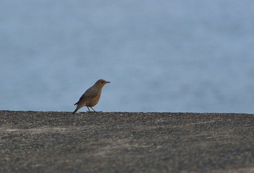 イソヒヨドリ♀が目の前に!