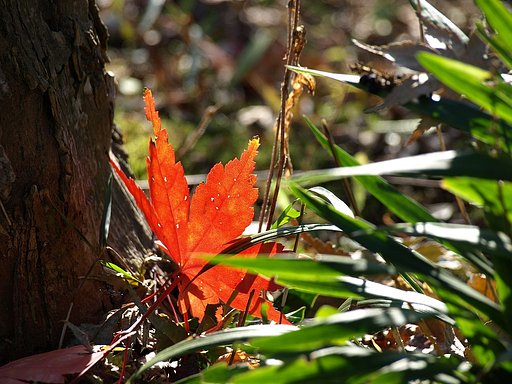 紅葉・・・