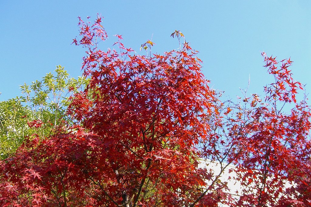 朝の光に