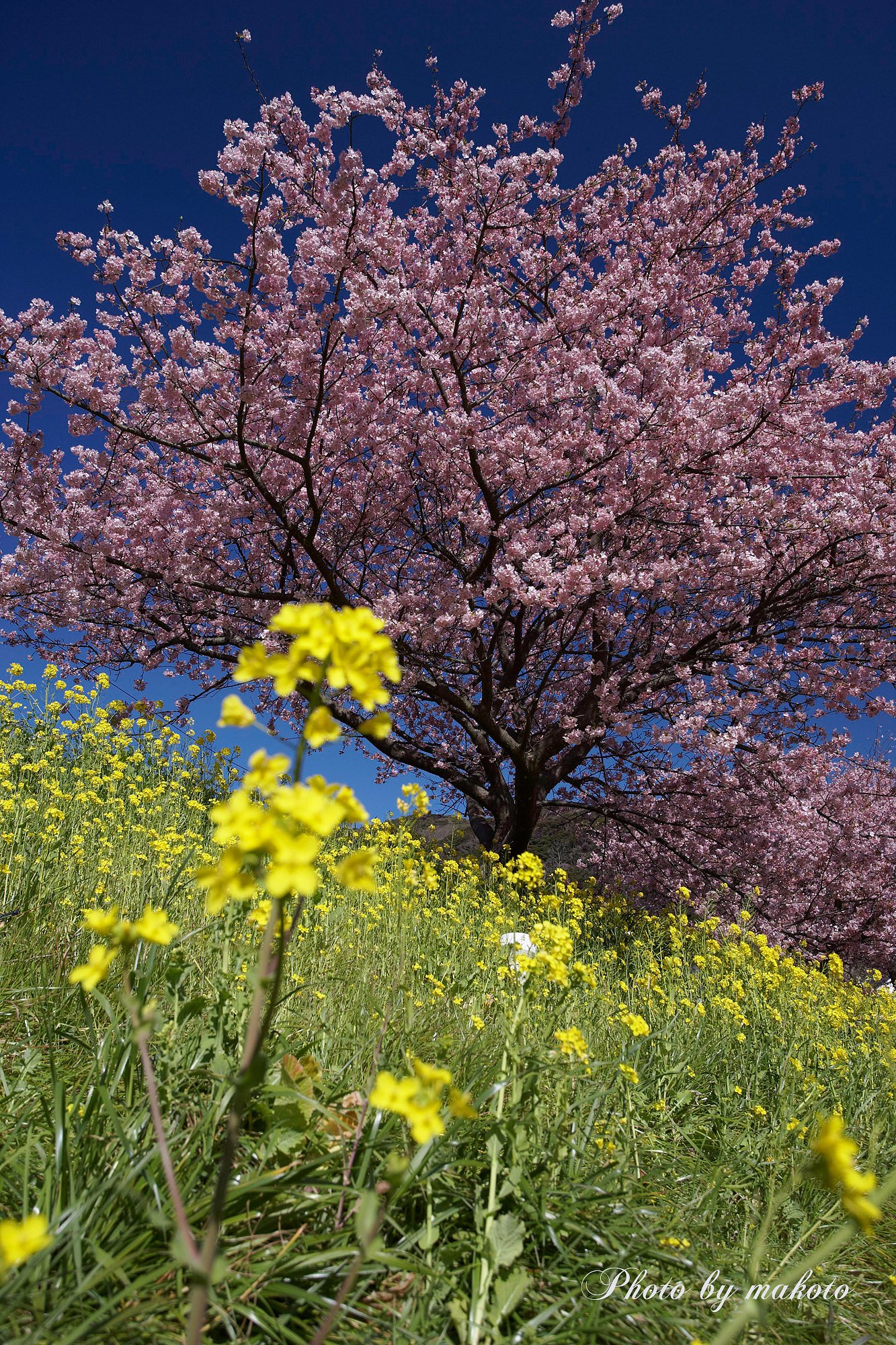 みなみの桜