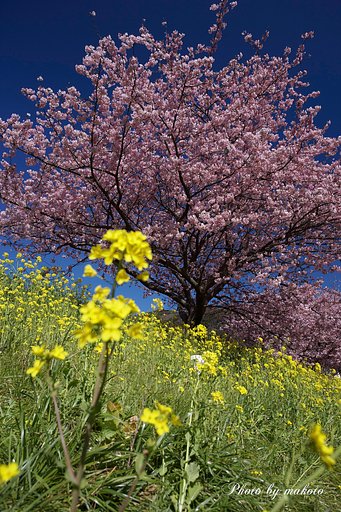 みなみの桜