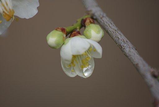 私も一枚