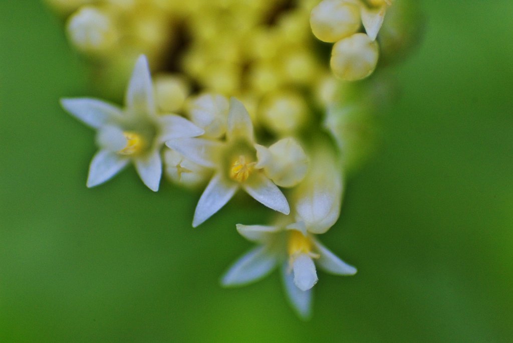蕗の花のアップ-2