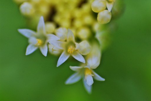 蕗の花のアップ-2