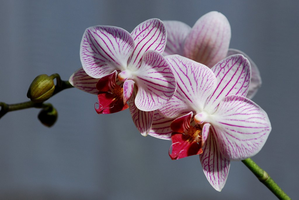 ３個開花しました