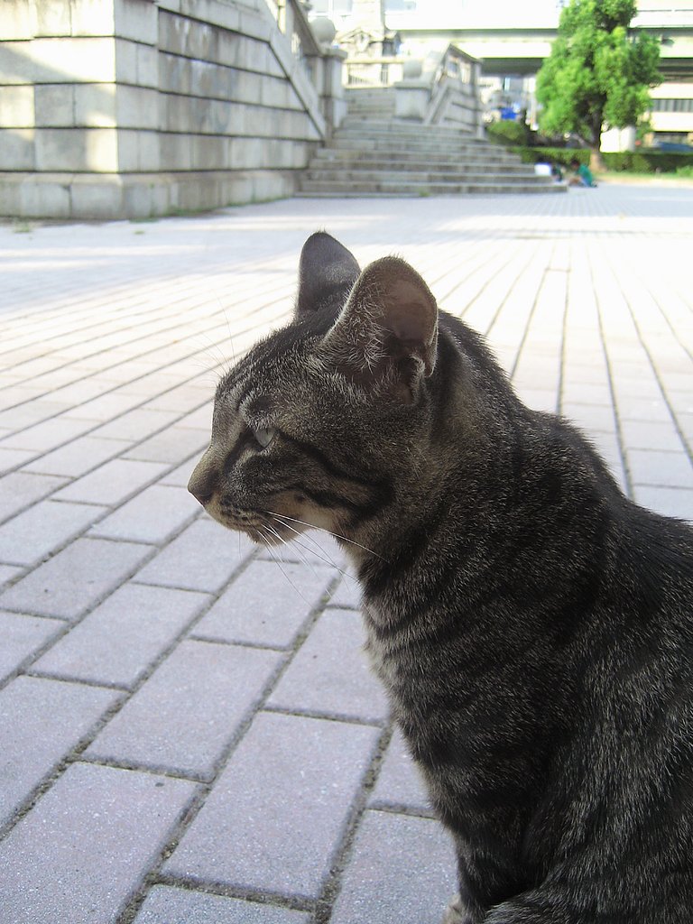 【猫】隻眼の野良
