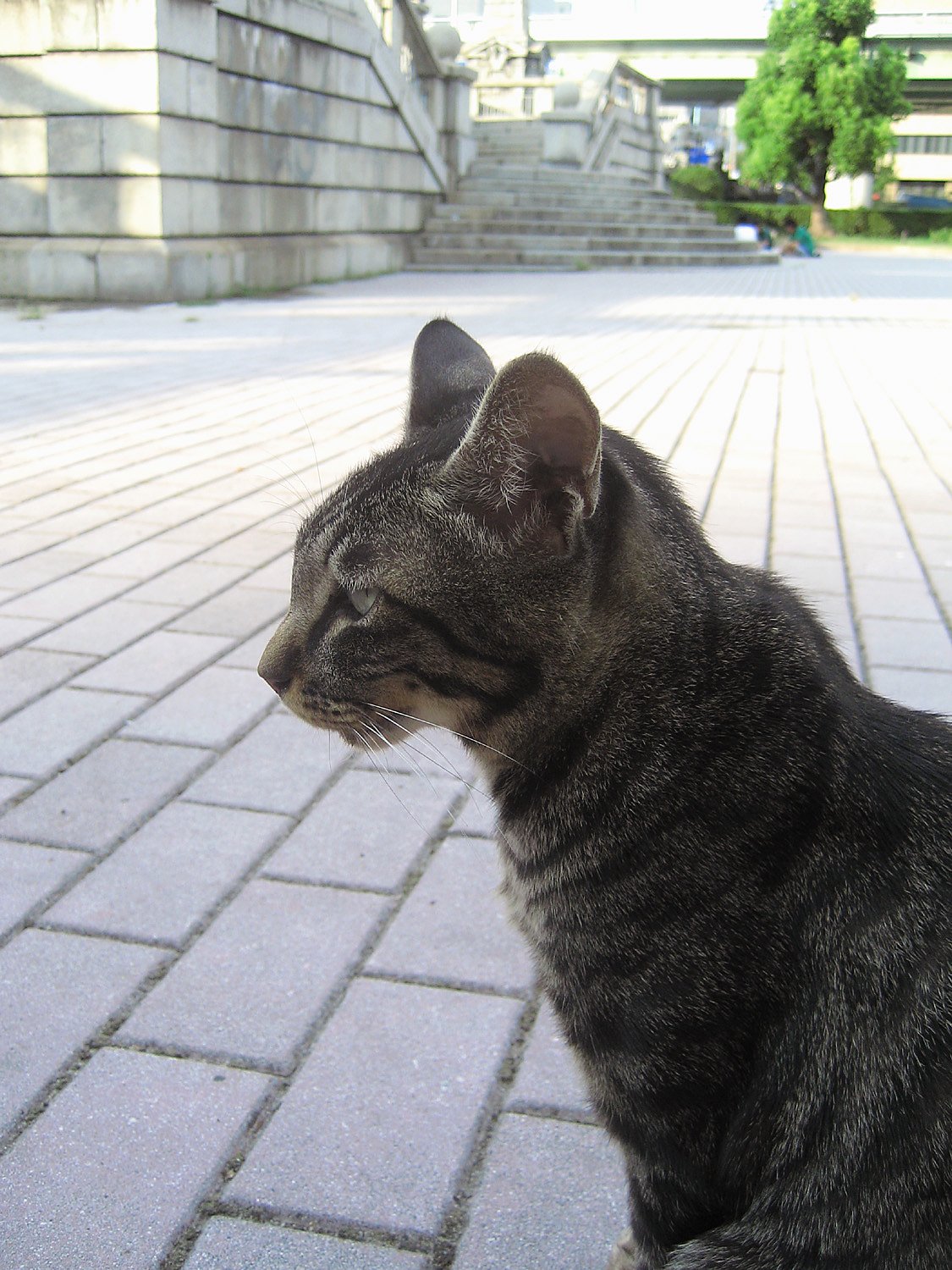 【猫】隻眼の野良