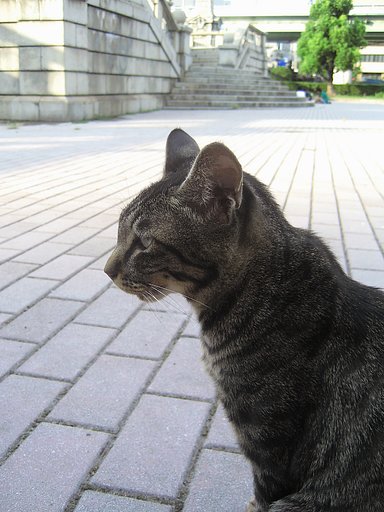 【猫】隻眼の野良