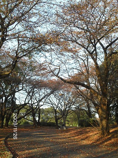 道も紅葉します