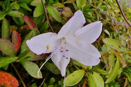 ヒラトツツジが一つ狂い咲き