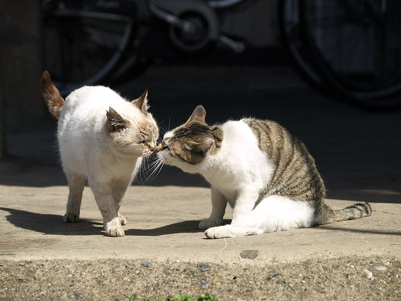駅猫