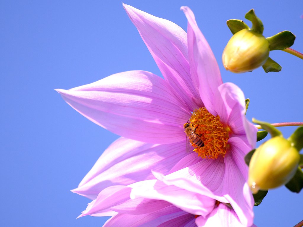 皇帝ダリヤに虫が