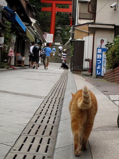 [猫]どれ、お参りに行くか