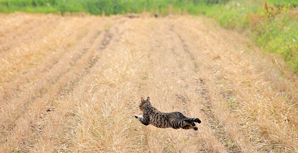 【猫】　畑 を 飛 ぶ 猫