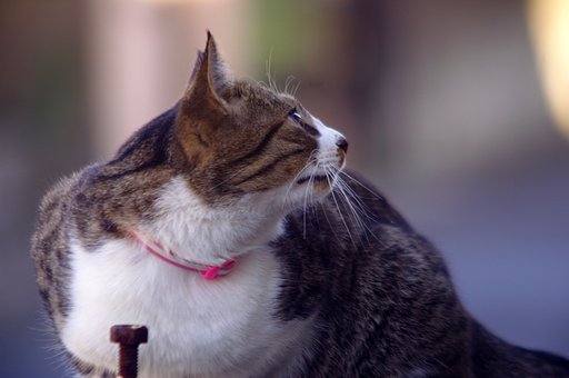 【猫】　獲物か敵か？？