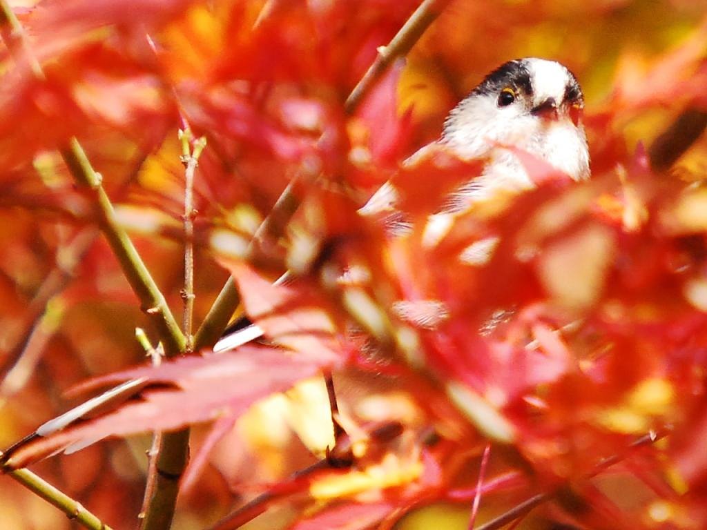 【　紅葉風呂　】