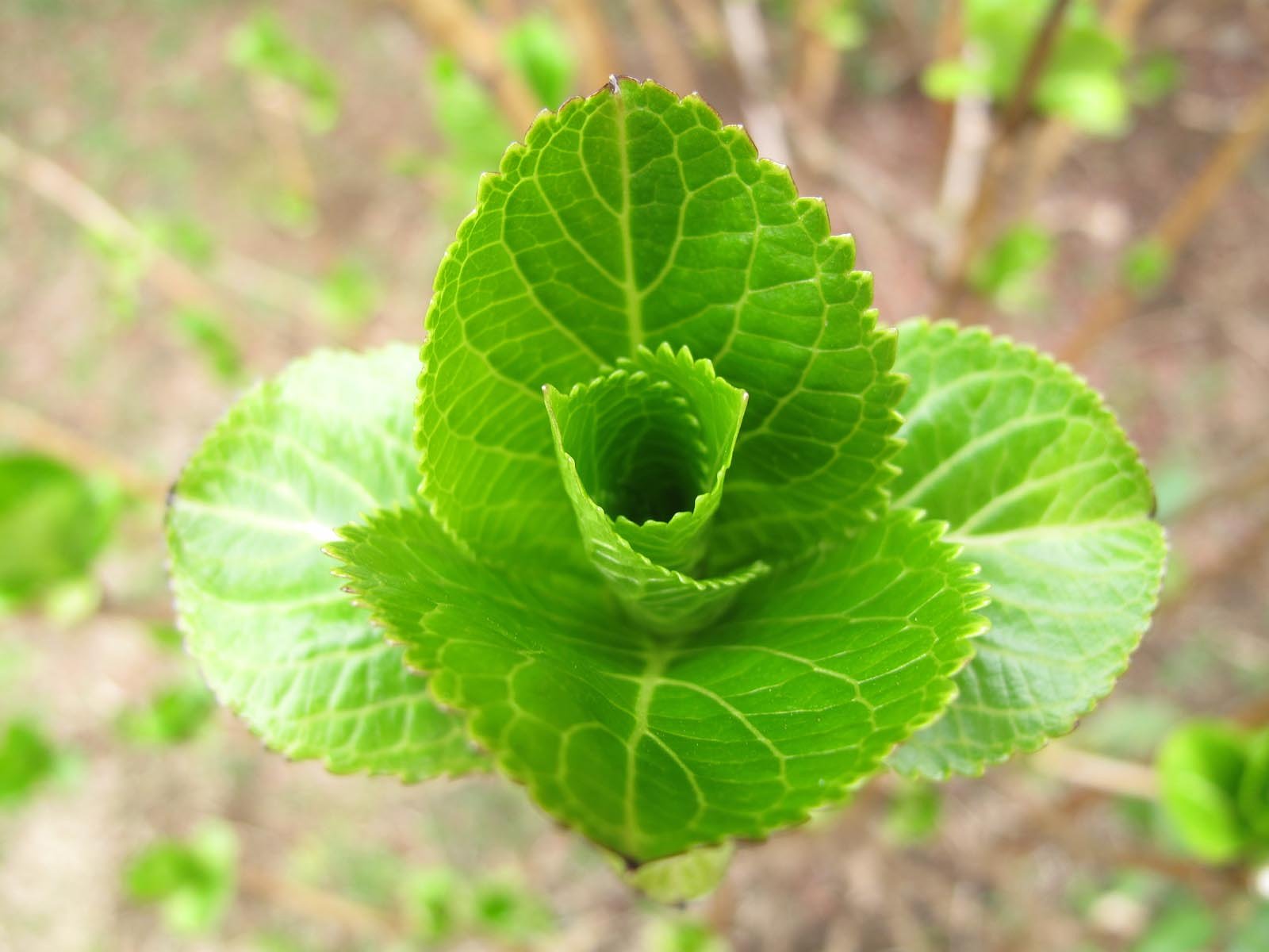 紫陽花
