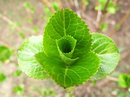 紫陽花