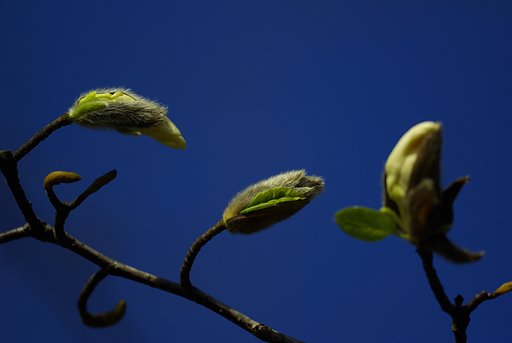 間もなく開花（コブシ）