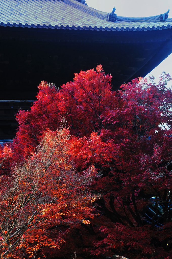 南禅寺の紅葉