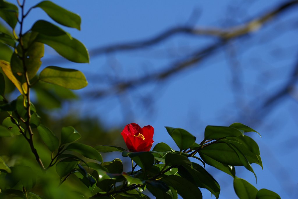 紅一点