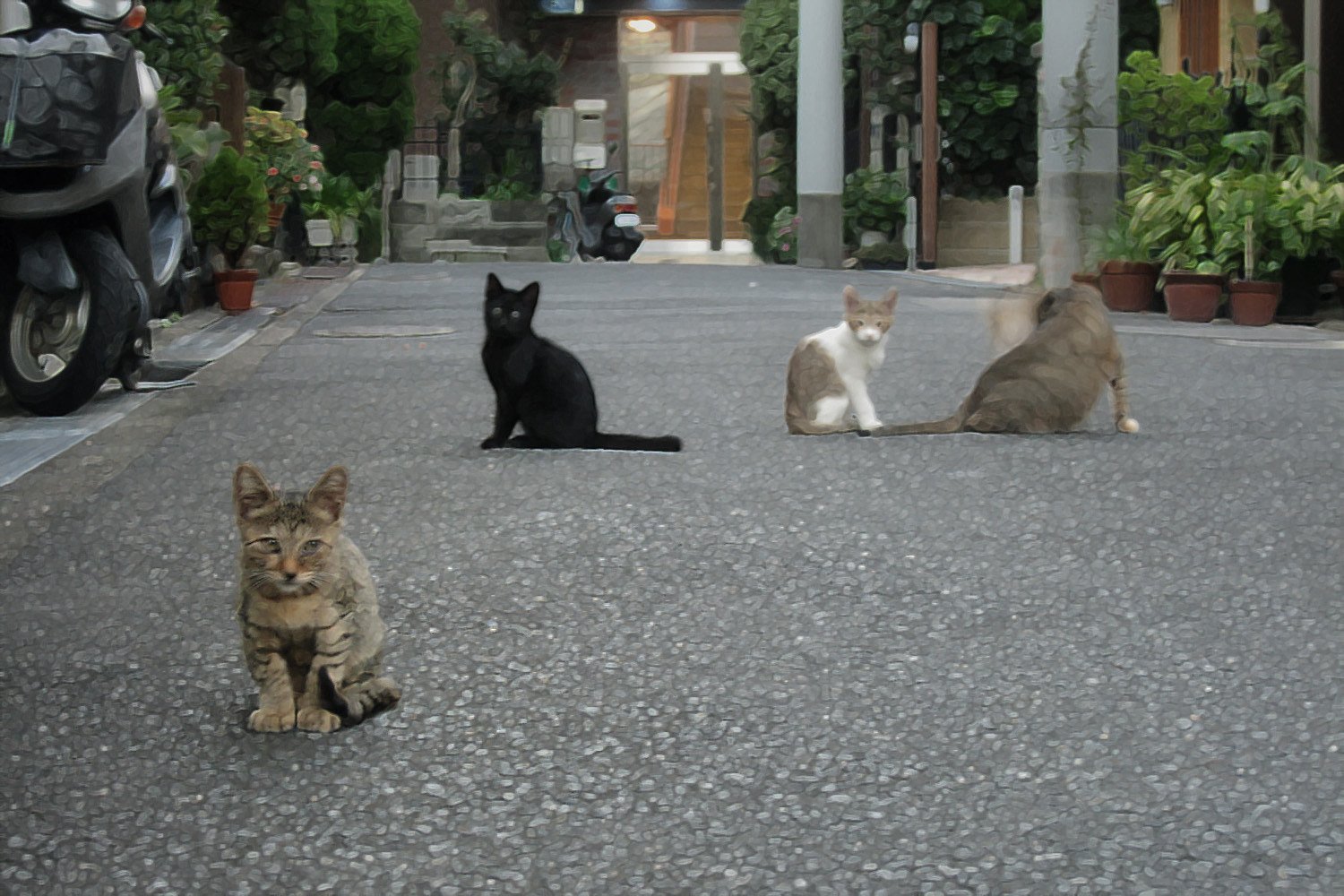 PS【遊び】下町の野良