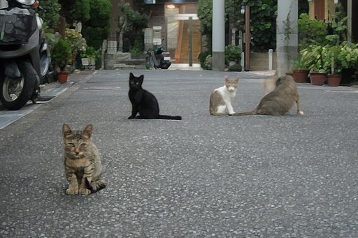 PS【遊び】下町の野良