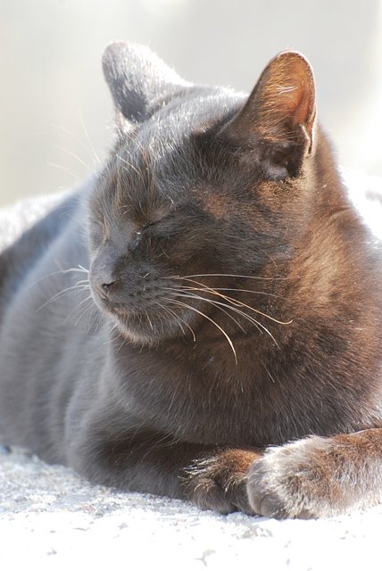 幸せを呼ぶ黒ねこ