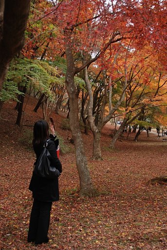 【　紅葉美人　】