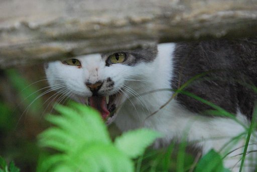 【猫】　ご挨拶(=^・^=)