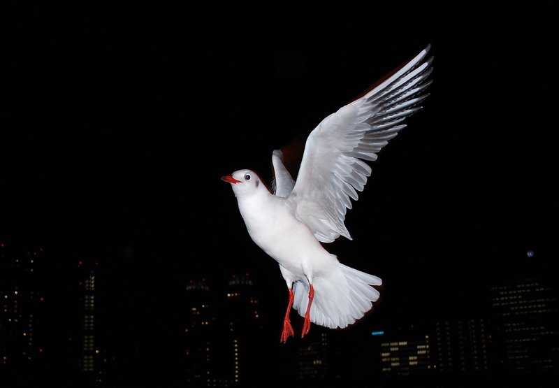 夜のかもめ