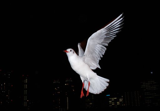 夜のかもめ