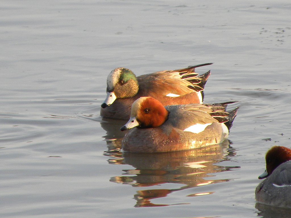 アメリカヒドリとヒドリガモ