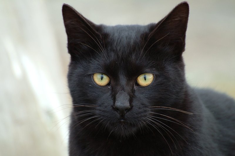 ポートレート