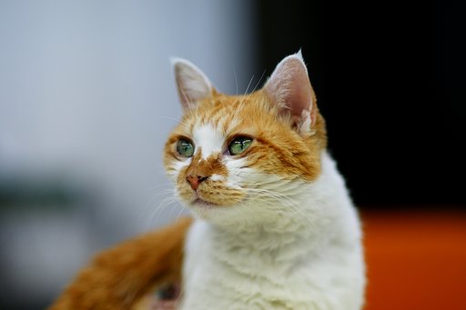 【猫】 きなこ2