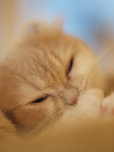 【猫】 ひつじが一匹・・・