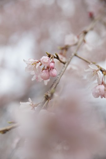 枝垂れるピンク