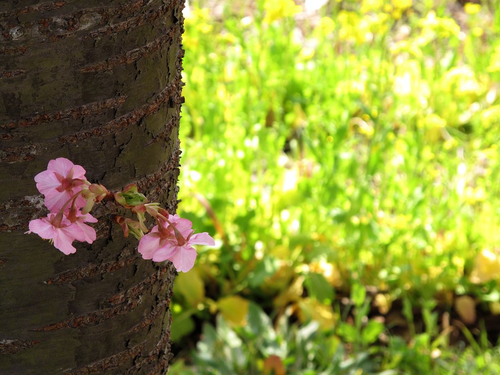 河津桜