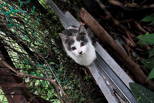 台湾-淡水の猫