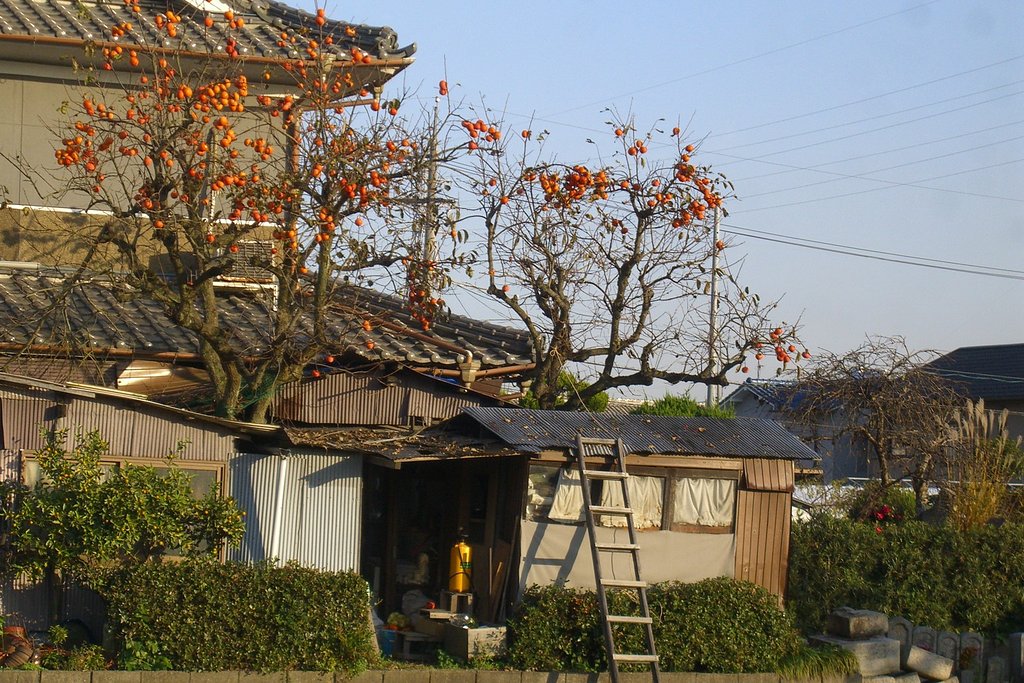 晩秋