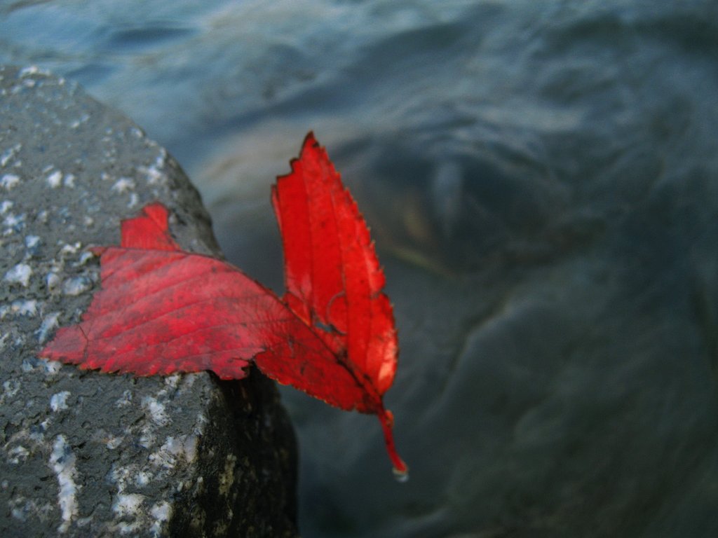 桜葉は流れを拒んだ