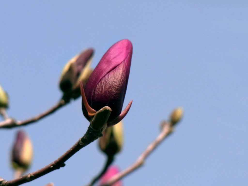 蕾