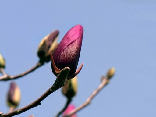 蕾