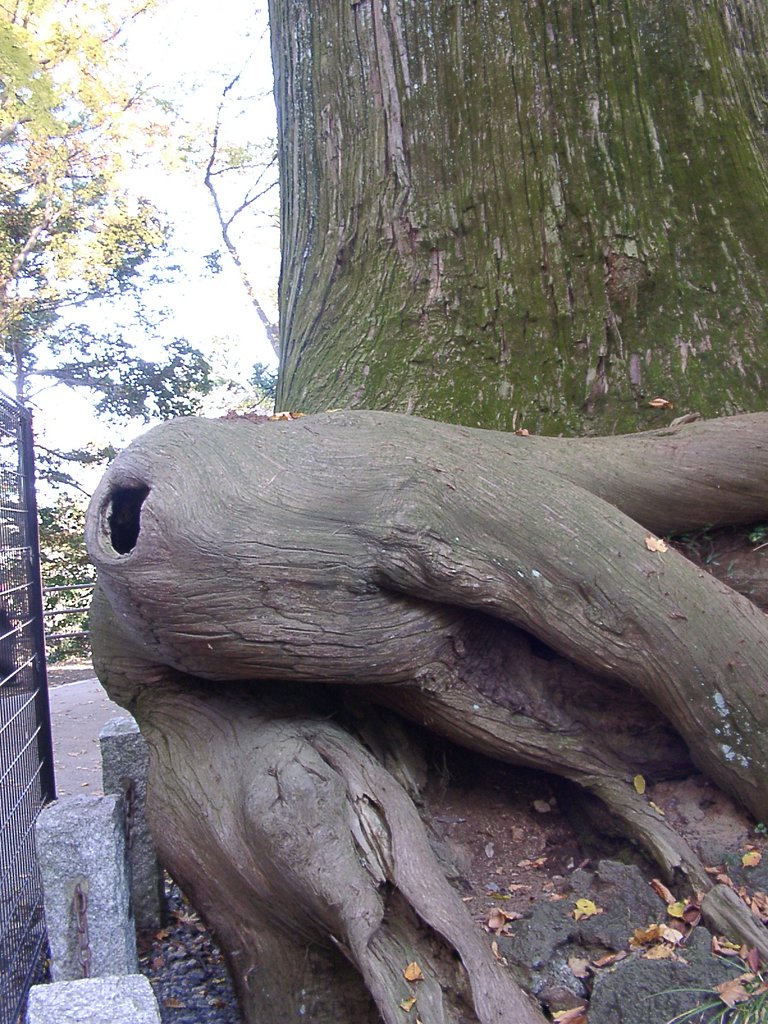 ▲高尾山の晩秋-12