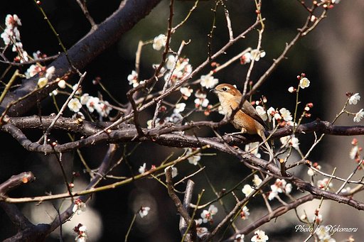 梅にモズ