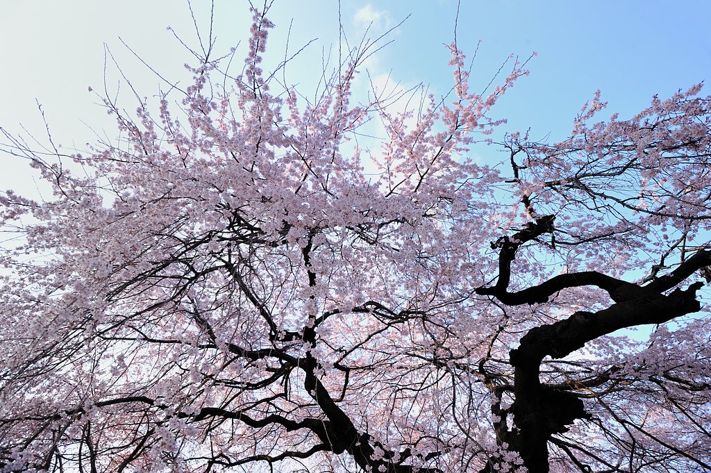 東京の桜