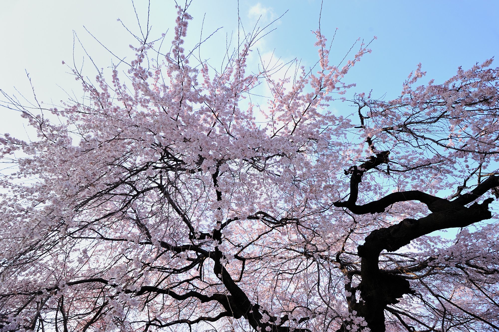 東京の桜